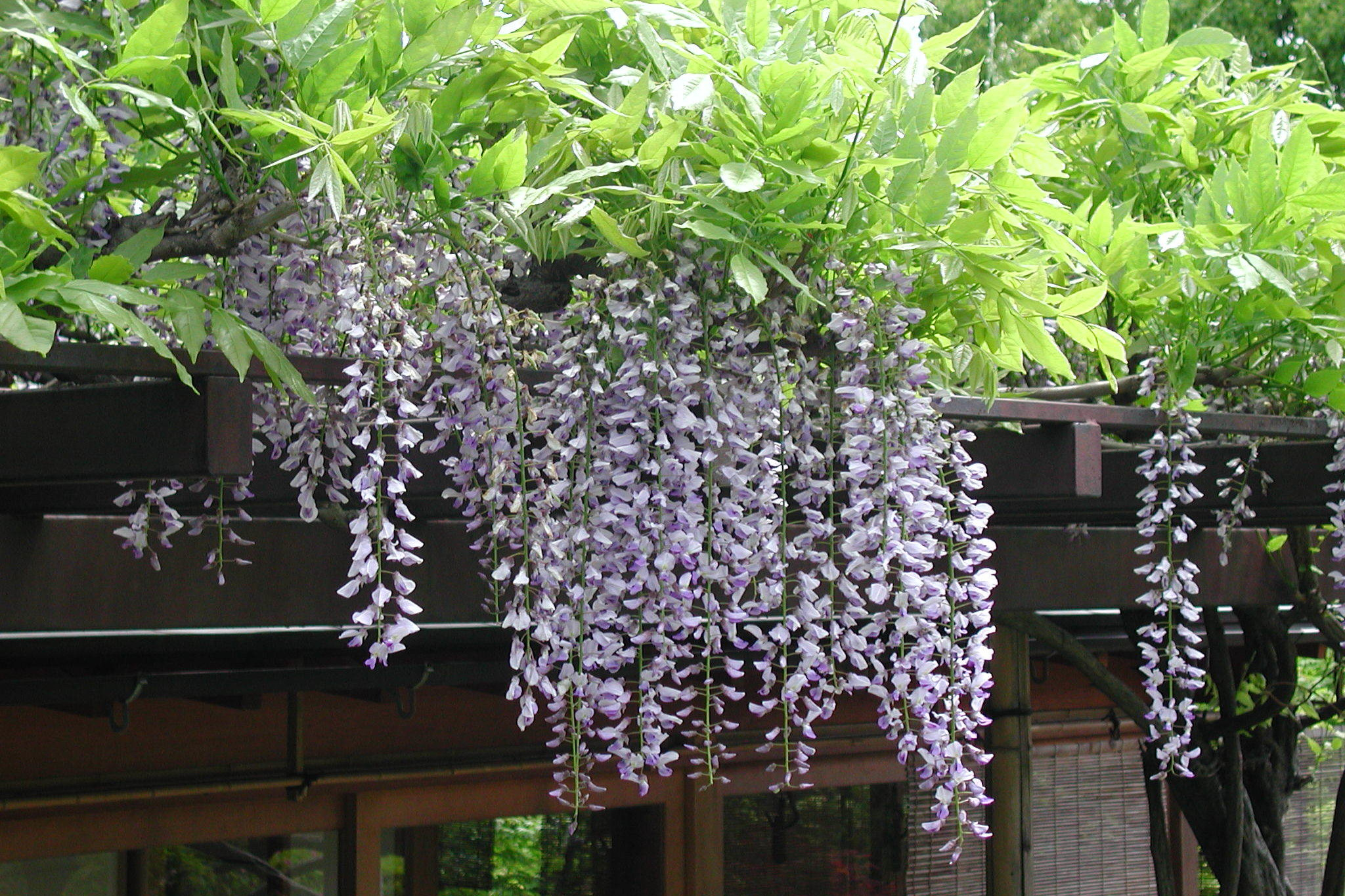 聖山